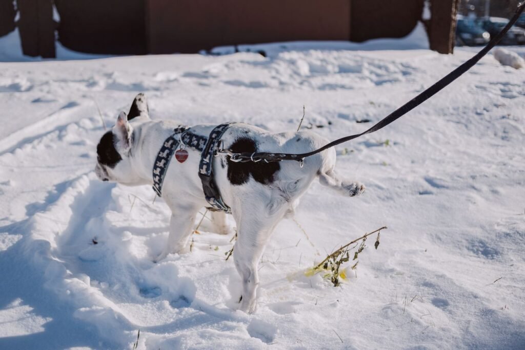 Cachorro pequeno branco com manchas pretas usando coleira na neve, ponto de partida para o guia de como tirar o odor de urina da casa.