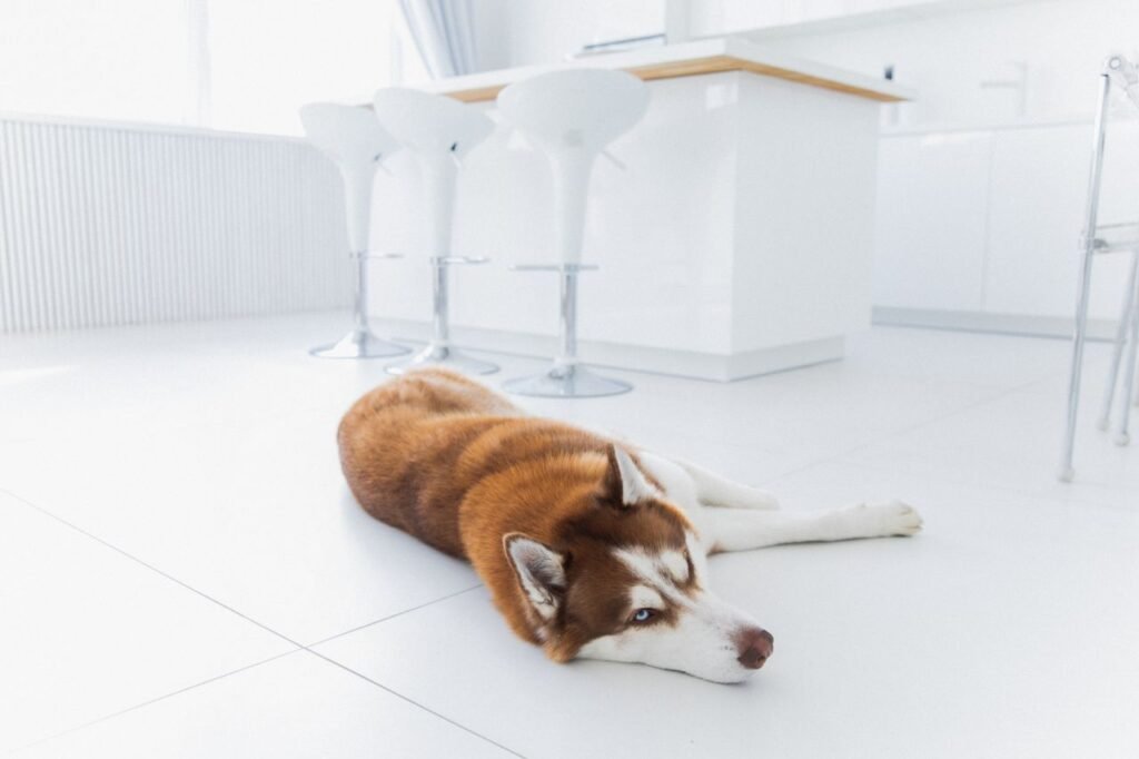 Cachorro de pelagem marrom e branca deitado no piso frio da cozinha limpa, mostrando o resultado do guia para tirar as manchas e o odor.