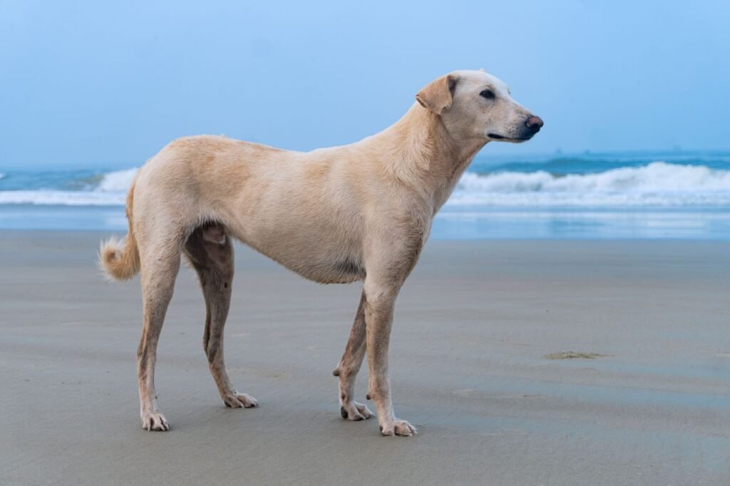 Cachorro de porte médio pelagem clara em pé na areia da praia, encerrando o guia prático de como tirar o rastro químico e evitar o problema com cheiro.